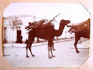 ALGERIE LES ANNEES 1900 (22)